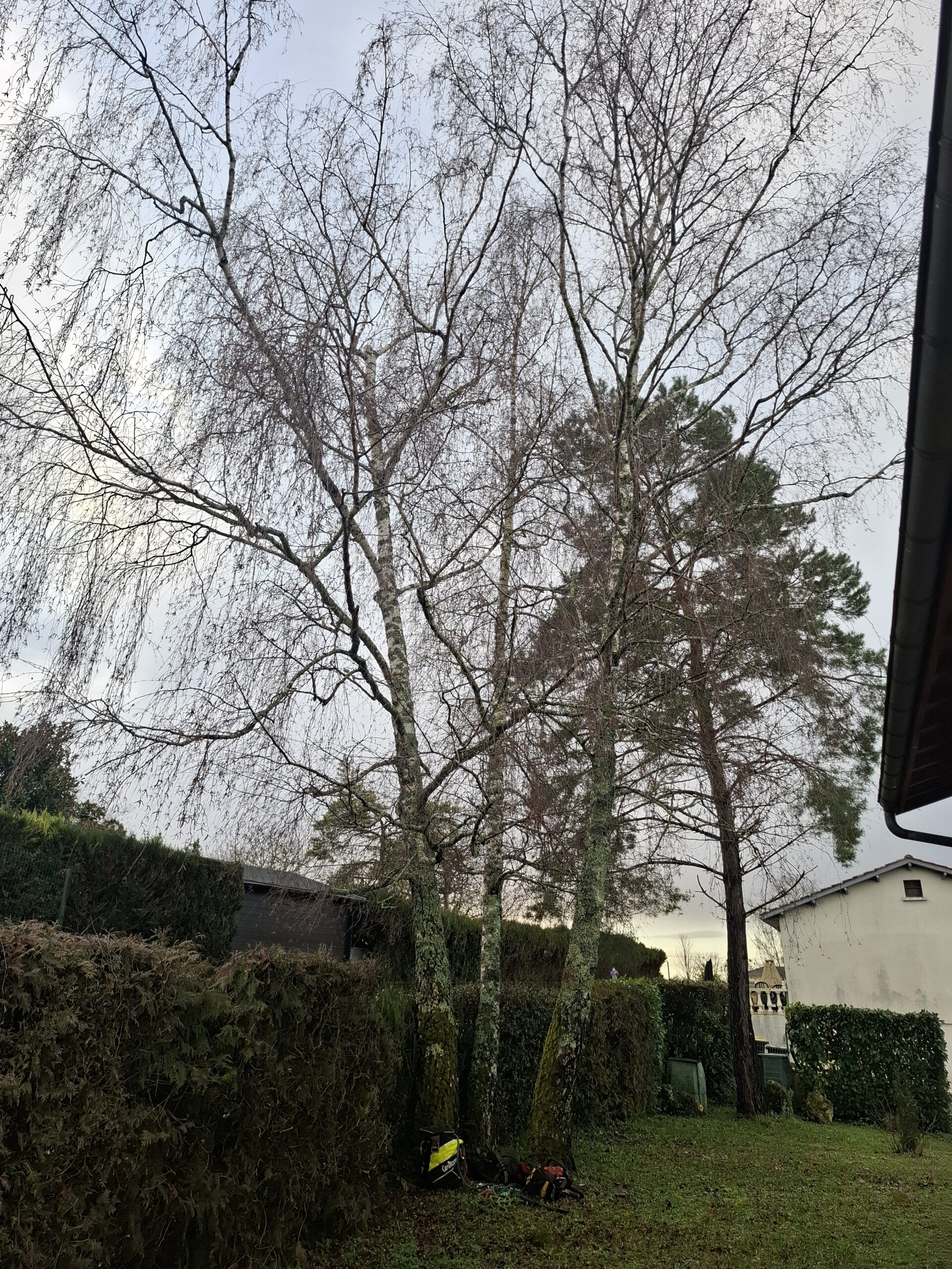 Élagueur-grimpeur intervenant sur corde pour sécuriser un arbre à Bazac