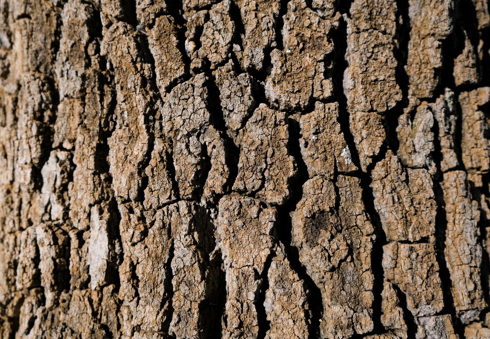 Écorce fissurée sur un tronc, un des signes révélant un arbre dangereux à Bazac